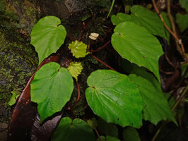 Begonia manuselaensis, leaves, Waai waterfall, Ambon, Moluccas