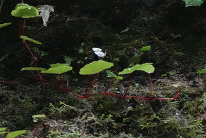 Begonia manuselaensis, long peduncled male inforescence, Waai waterfall, Ambon, Moluccas