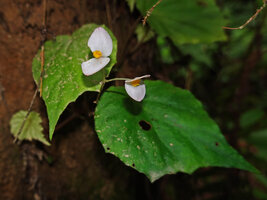 Begonia manuselaensis, male flowers, Soya Hatalae, Ambon, Moluccas