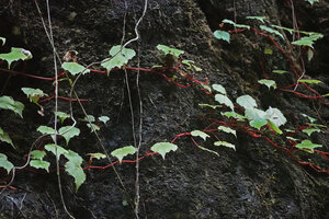 Begonia manuselaensis, red stems with long internodes creeping along the vertical rock face, Waai waterfall, Ambon, Moluccas