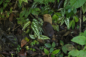 Begonia mariachristinae, vegetative population due to leaf and stem cuttings associated to human disturbance, Putao, Kachin, Myanmar