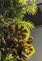 Begonia masoniana, DWS Gaston Rebuffat, Paris