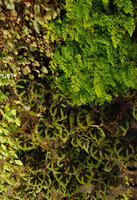 Begonia masoniana, Saxifraga stolonifera et Adiantum &#039;Fragrantissimum&#039; à Q Park, Lyon