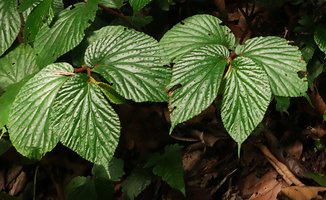 Begonia melinauensis, corrugated leaves and erect hairs between main veins, Gunung Mulu NP, Sarawak, Borneo