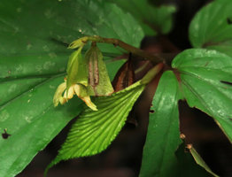Begonia melinauensis, female flowers, Gunung Mulu NP, Sarawak, Borneo