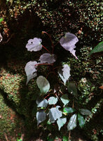 Begonia meyeri johannis, juvenile plant with brown leaves vertically climbing, Way to Lupanga peak, 1500 m asl, Uluguru Mts, Tanzania