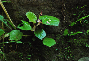 Begonia mindorensis, Magdapio gorge, Luzon, Philippines
