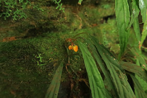 Begonia montis-elephantis, flowering individual with male flowers, Mont des Elephants, Kribi, Cameroon