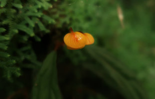 Begonia montis-elephantis, male flowers, Mont des Elephants, Kribi, Cameroon