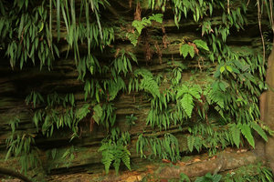 Begonia montis elephantis on its vertical seeping schist cliff habitat, the schistosity due to geological foliation allowing water to exsude even during the dry season, Mont des Elephants, Kribi, Cameroon