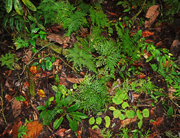 Begonia mufidahkallae and Begonia nephrophylla growing side by side on forest floor, Gale Gale, 300 m asl, Seram, Moluccas