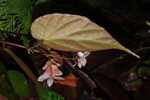 Begonia mufidahkallae, leaf, male inflorescence and two basal female flowers, Gale Gale, 300 m asl, Seram, Moluccas