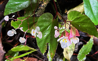 Begonia mufidahkallae, male and female flower with branched stigma, Gale Gale, 300 m asl, Seram, Moluccas