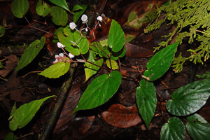 Begonia mufidahkallae, stem growing obliquely above forest floor with branched inflorescences, Gale Gale, 300 m asl, Seram, Moluccas