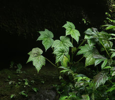 Begonia multangula and Elatostema paludosum, Pelangi waterfall, Malang, Java
