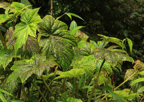 Begonia multangula, leaves covered by epiphyllous algae, bacteria and fungi due to permanent spray of water, Pelangi waterfall, Malang, Java