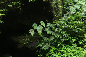Begonia multangula, Pelangi waterfall, Malang, Java