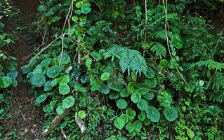 Begonia nelumbonifolia and ferns on vertical earth bank, Coban, Alta Verapaz, Guatemala
