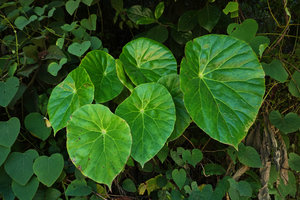 Begonia nelumbonifolia, leaves, Coban, Alta Verapaz, Guatemala