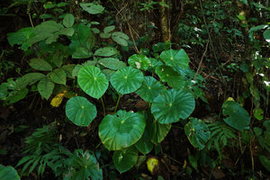 Begonia nelumbonifolia on vertical earth bank, Coban, Alta Verapaz, Guatemala