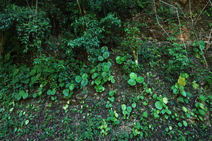 Begonia nelumbonifolia population on vertical limestone bank, Coban, Alta Verapaz, Guatemala