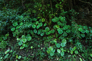 Begonia nelumbonifolia population on vertical rocky limestone bank, Coban, Alta Verapaz, Guatemala
