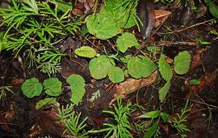 Begonia nephrophylla, creeping stem partly covered by leaf litter, Gale Gale, 300 m asl, Seram, Moluccas