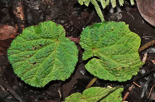 Begonia nephrophylla, slightly bullate hairy leaves and densely hairy petioles, Gale Gale, 300 m asl, Seram, Moluccas