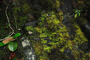 Begonia nigritarum, almost invisible among bright green mosses and blackish stone due to disruptive pattern of leaf blade design, Narra, Palawan, Philippines