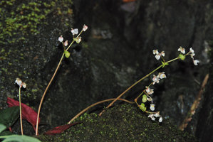 Begonia nigritarum, inflorescence detail, Estrella Waterfall, Narra, Palawan, Philippines