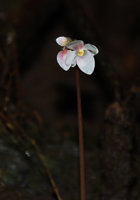 Begonia nigritarum, male flowers, Estrella Waterfall, Narra, Palawan, Philippines