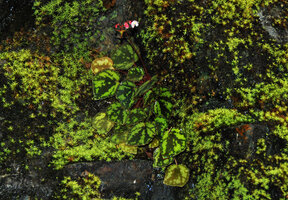 Begonia nigritarum, totally cryptic among bright green mosses and blackish stone due to disruptive pattern of leaf blade design, Narra, Palawan, Philippines