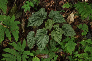 Begonia oxyloba among ferns in leaf litter, Amani, 900 m asl, East Usambara Mts, Tanzania