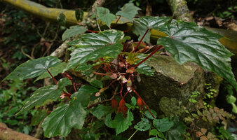 Begonia oxyloba, individual with inflorescences and mature red fleshy fruits, Amani, 900 m asl, East Usambara Mts, Tanzania