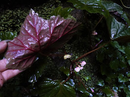 Begonia oxyloba, red anthocyanic lower leaf blade, Choma waterfall, Uluguru Mts, Tanzania