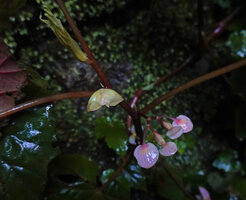 Begonia oxyloba, two inflorescences, the young upper one still protected by bell shaped bracts and the lower one expanding male and female flowers, Choma waterfall, Uluguru Mts, Tanzania