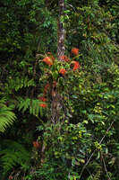 Begonia oxysperma, a high climbing epiphyte, Banaue 1700 m asl, Luzon, Philippines