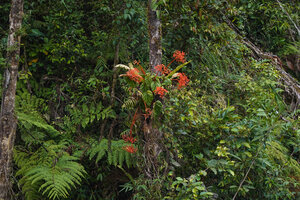 Begonia oxysperma, a high climbing epiphyte in mossy forest, Banaue 1700 m asl, Luzon, Philippines