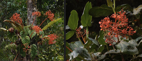 Begonia oxysperma and Medinilla compressicaulis, Banaue 1700 m asl, Luzon, Philippines