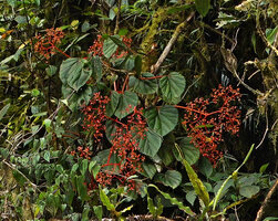 Begonia oxysperma, an individual with wide leaf blades, epiphytic in mossy forest, Banaue, 1700 m asl, Luzon, Philippines