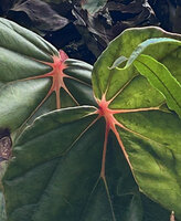 Begonia oxysperma, bright translucent orange pink leaf venation, Banaue, 1700 m asl, Luzon, Philippines