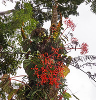 Begonia oxysperma, climbing epiphyte appressed to host tree trunk with inflorescences displayed outside, Banaue 1700 m asl, Luzon, Philippines