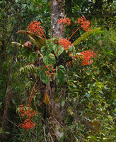 Begonia oxysperma, large inflorescences displayed out of the foliage, Banaue 1700 m asl, Luzon, Philippines