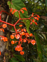 Begonia oxysperma, male flowers, Banaue 1700 m asl, Luzon, Philippines