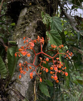 Begonia oxysperma, male inflorescence, Banaue 1700 m asl, Luzon, Philippines