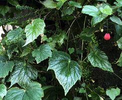 Begonia palmata Snow Splash and Abutilon megapotamicum Grandiflorum on the Vertical Garden at Green Hotel, Paris