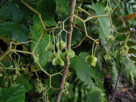 Begonia parviflora, immature hanging fruits, Manu NP, 1500 m, Peru