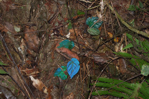 Begonia pavonina, blue iridescence in forest understory, Cameron Highlands, Malaysia