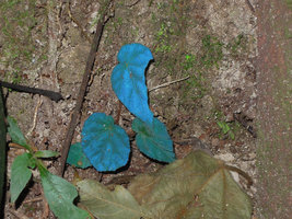 Begonia pavonina,blue iridescent individual on a deeply shaded vertical earth slope, Cameron Highlands, Malaysia