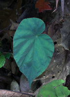 Begonia pavonina, homogeneous light blue iridescent leaf without flash light, Cameron Highlands, Malaysia